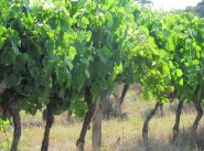 Purchase sale development site Castelnau D Estretefonds